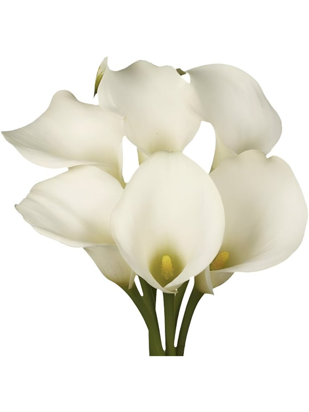 30 White Mini Calla Lily Flowers – Hand-Picked Flowers Fresh Bouquet